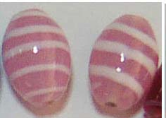 Hot jewelry trend 2004 huge online shop wholesale milky white line decor fashion pinky glass beads. Suitable for bracelet, necklace, anklet making or only beads love collection. Your satisfaction with our beads is back 100%!